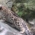 Bronkso zoologijos sode debiutavo du snieginiai leopardai