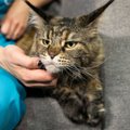 Veterinarė atsakė į kačių šeimininkams svarbiausius klausimus: ką reikia žinoti?
