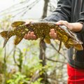 Žvejai sunerimę: ar iš tiesų Lietuvos ežeruose mažėja lydekų?