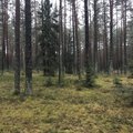 Reform of forestry firms postponed until fall - Seimas' speaker