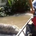 Kvailumui nėra ribų: brazilas nusprendžia už uodegos patampyti kiaulę galinčią praryti gyvatę
