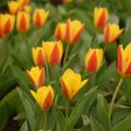 Lithuanian cities to receive Dutch tulip bulbs as Centennial Gift