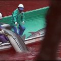 Etikos ekspertas: delfino ar banginio nužudymas prilygsta žmogžudystei