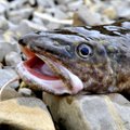 Lietuvių vis labiau mėgiama žuvis: panaši į ungurį, nėra ašakų, neriebi ir ne tokia brangi