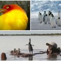 7 nepaprasti filmai apie laukinius paukščius, kuriuos turite pamatyti: ir pralinksmins, ir sugraudins iki širdies gelmių
