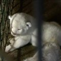 Tbilisio zoologijos sode pasaulį išvydo trys baltojo liūto jaunikliai