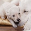 Paveldimoms šunų ligoms kelią užkerta genetiniai tyrimai: kodėl jie reikalingi?