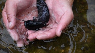 Žvejams puiki žinia: Lietuvos ežeruose bus daugiau žuvų – paleista daugiau nei 44 tūkstančiai šamų jauniklių