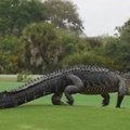 Golfo žaidėjos aikštele dalinosi su milžinišku aligatoriumi