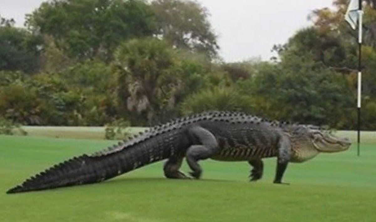Aligatorius golfo lauke