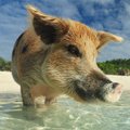 Mažoje Bahamų saloje šeimininkauja plaukiančios kiaulės