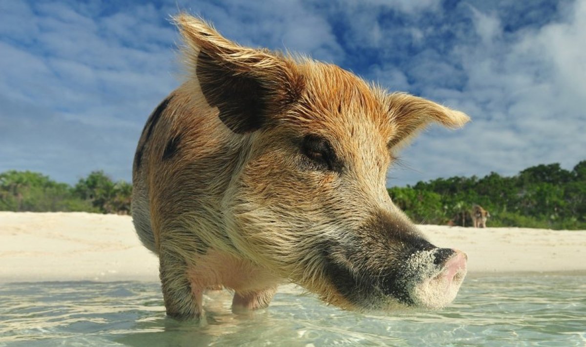 Plaukiančios kiaulės Bahamuose
