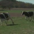 Po ilgos žiemos į ganyklą sugrįžusios karvės netveria savame kailyje