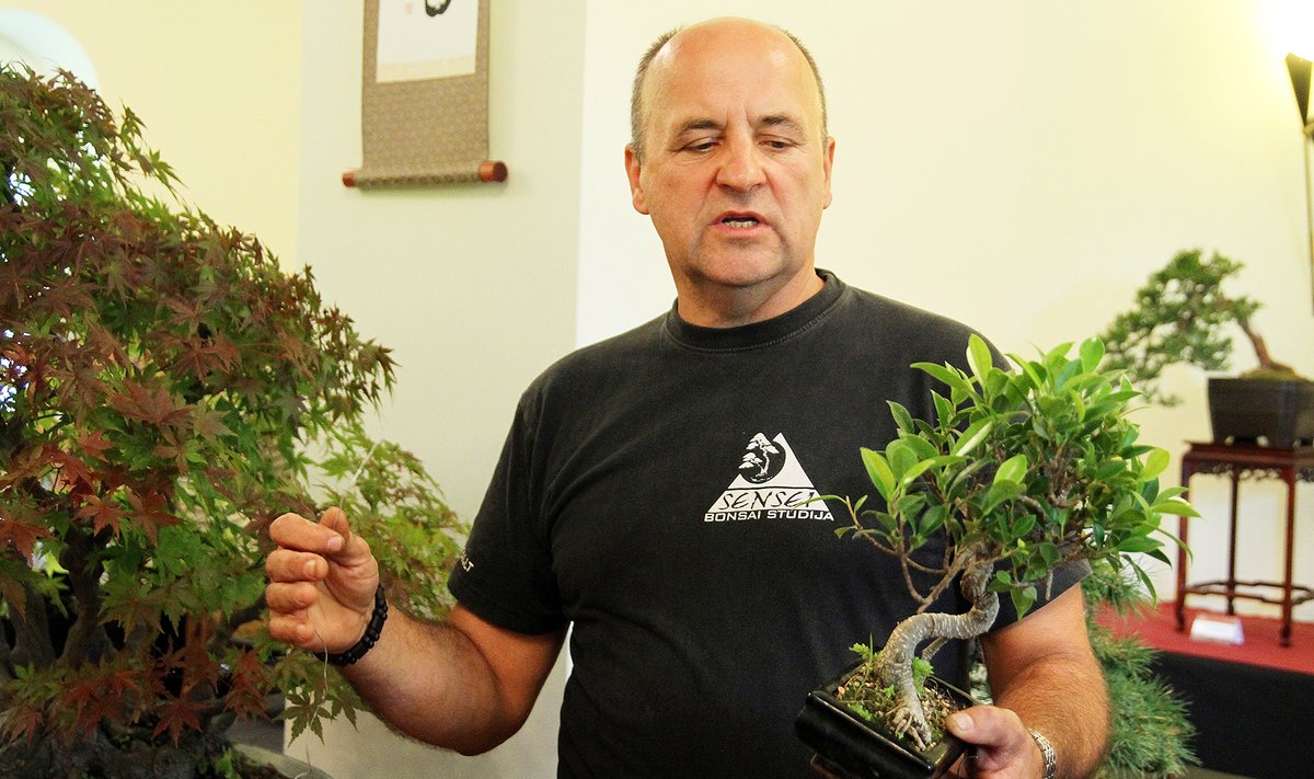 K. Ptakausko bonsai paroda VDU botanikos sode