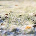 Синоптики: заморозки напомнят о приближении зимы