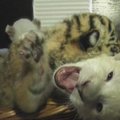 Ukrainoje pasaulį išvydo reti Amūro tigriukai
