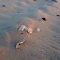 Paplūdimio šiukšlės žaloja poilsiautojų kojas