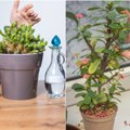 Gudrūs triukai, kaip lengvai nuvalyti dulkes net nuo smulkialapių kambarinių augalų ir kaktusų