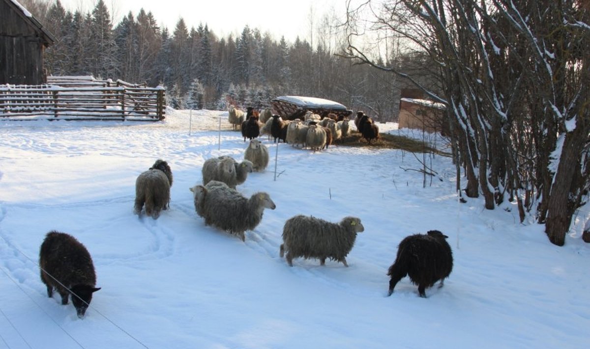 Mildos Juknevičiūtės nuotr. / Škudės – seniausia Lietuvoje gyvenančių avių rūšis