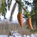 Kam reikalinga kankorėžių aižykla