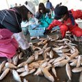 Mokslininkai: Fukušimos žuvys gali būti netinkamos valgyti dar dešimtmetį