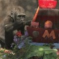 Gorila San Diege gimtadienio proga gavo tortą ir žaislų