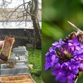 Ekspertas pataria, kaip į sklypą privilioti tūkstančius bičių