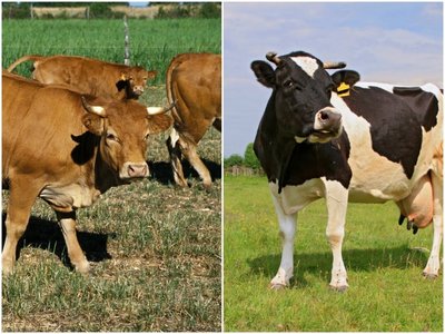 Mėsinė limuzinų veislės karvė (kairėje) ir pieninė karvė (All over press ir Shutterstock nuotr.)
