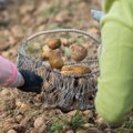 Pirmąsias bulves lietuviai spės nukasti jau Tėvo dienai: kiek kainuos