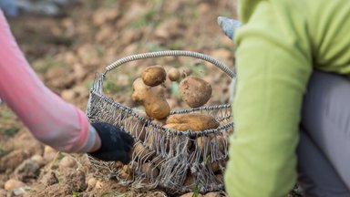 Pirmąsias bulves lietuviai spės nukasti jau Tėvo dienai: kiek kainuos