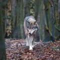 Nerimas sukaustė gyvenvietę: vilkai surengė „puotą“ namų kiemuose