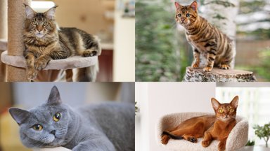 Testas: ar gerai pažįstate kačių veisles?