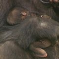 Sinėjaus zoologijos sode pasirodė vakarinių žemumų goriliukė