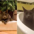 Kaune dingo katinas Toras: šeimininkė prašo pagalbos