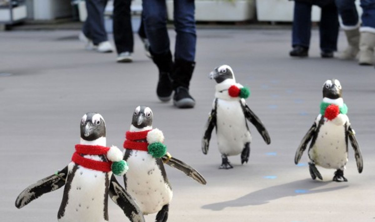 Tokijo akvaparke apie Kalėdas primena šalikuoti pingvinai.