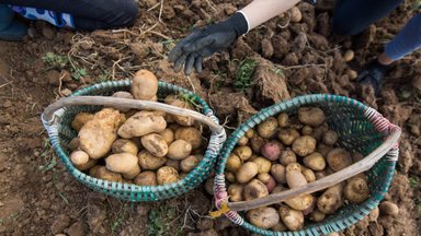 Lietuviškos ankstyvosios bulvės – už įspūdingą kainą