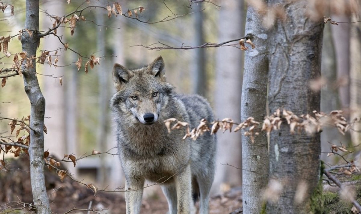 Šiemet vilkų suskaičiuota mažiau, o medžioti leista daugiau