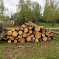 Aplinkos ministerija mėgins riboti medienos išvežimą