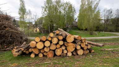 Aplinkos ministerija mėgins riboti medienos išvežimą
