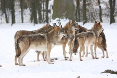 Gamtininkas troško pagelbėti vilkams