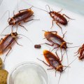 Iš vieno ūkio Kinijoje pabėgo milijonas tarakonų