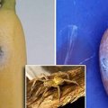 Nusipirko bananų ir mirtinai išsigando: rado nuodingiausią vorą pasaulyje