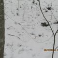 Pėdos sniege aplinkosaugininkus atvedė pas auksarankį brakonierių