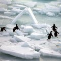 Trigubai paspartėjęs Antarkties ledynų tirpsmas kelia grėsmę milijonams