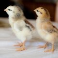 Dzūkijoje pradėtas statyti viščiukų inkubatorius