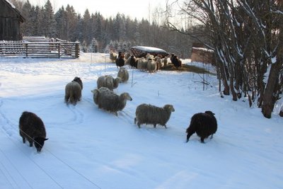 Mildos Juknevičiūtės nuotr. / Škudės – seniausia Lietuvoje gyvenančių avių rūšis