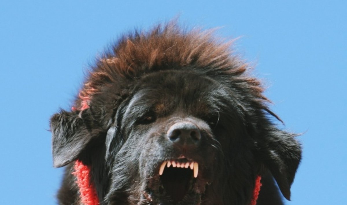 Tibeto mastifas - vienas rečiausių šunų