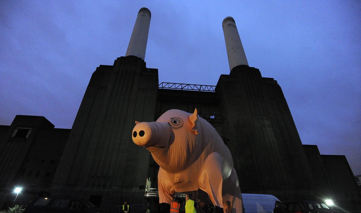 Per "Pink Floyd" koncertus virš scenos skraidžiusi kiaulė