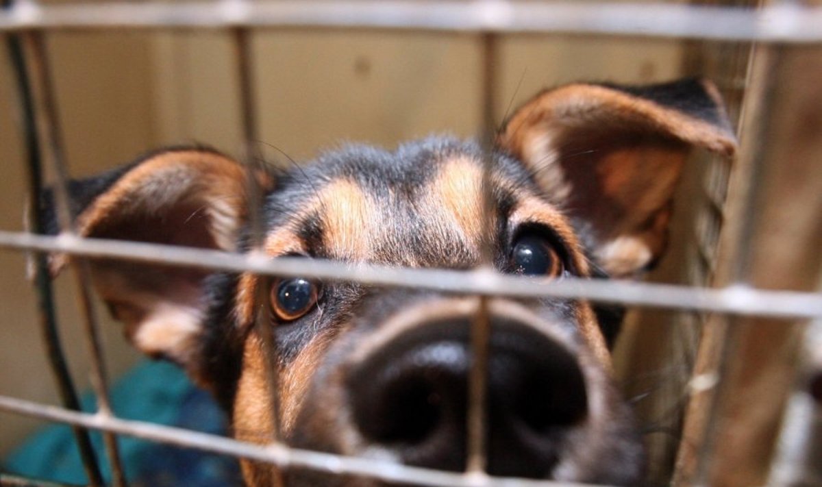 Klaipėdos veterinarai dalį operacijų pelno skirs analogiškoms beglobių gyvūnų operacijoms