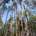Už kertinės miško buveinės saugojimą – iki 1000 Lt kompensacija